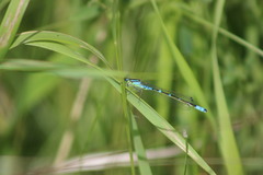Coenagrion lunulatum