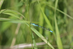 Coenagrion lunulatum