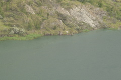 Larus fuscus barabensis