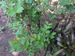 Lagerstroemia indica