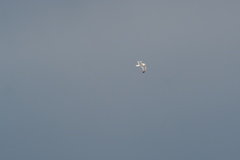 Larus fuscus barabensis