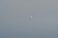 Larus fuscus barabensis