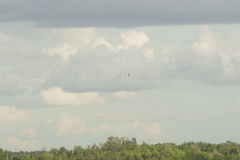 Larus fuscus barabensis