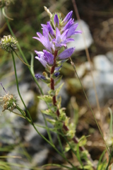 Campanula spicata