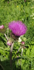 Cirsium heterophyllum