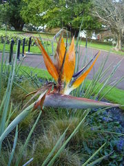 Strelitzia juncea