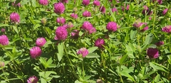 Trifolium pratense