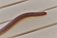 Blanus strauchi strauchi