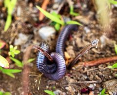 Blanus strauchi strauchi