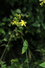 Hypericum montanum