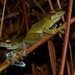 African Foam-nest Tree Frog - Photo no rights reserved, uploaded by Marius Burger