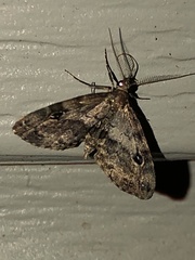 Melanomma auricinctaria