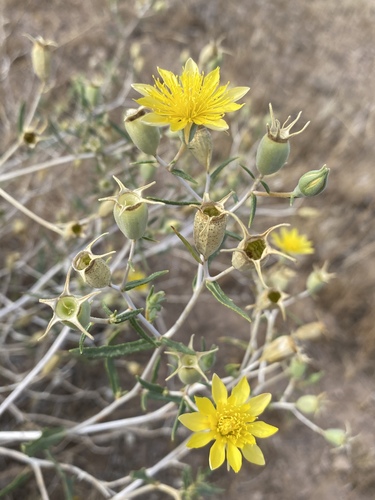 Virgin Blazingstar (Mentzelia integra)