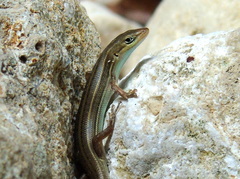 Heremites vittatus