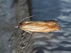 Eucosma umbrastriana