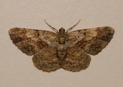 Psilalcis galsworthyi