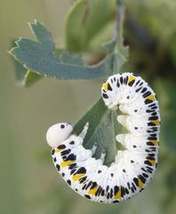 Cimbex quadrimaculatus
