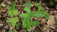 Viola triloba