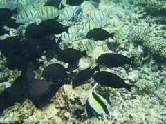 Ctenochaetus striatus