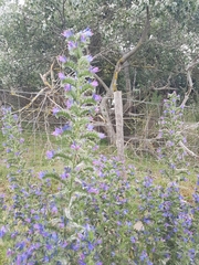Echium plantagineum