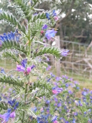 Echium plantagineum