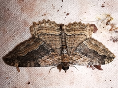 Philereme transversata