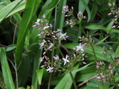 Crassula multicava multicava
