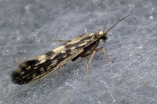 Agraylea
