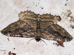 Philereme transversata