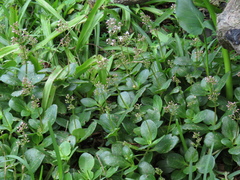 Crassula multicava multicava