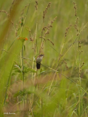 Catriscus brevirostris