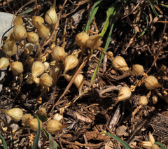 Cerastium dichotomum
