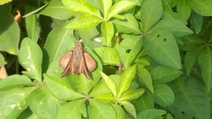 Polytremis lubricans