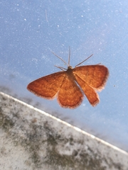 Idaea serpentata