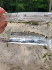 Cyprinella spiloptera