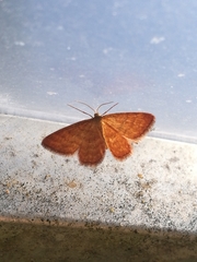 Idaea serpentata