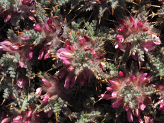 Astragalus cruentiflorus