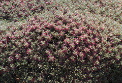 Astragalus cruentiflorus