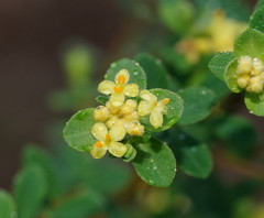 Pimelea flava flava