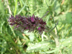 Betonica officinalis