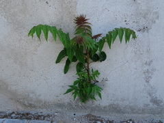 Ailanthus altissima