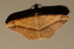 Pseudonadagara semicolor