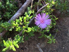 Drosanthemum striatum