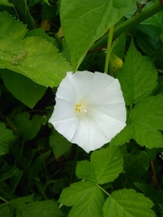 Calystegia sepium
