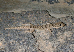 Mediodactylus heterocercus