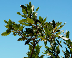 Quercus look