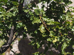 Quercus look