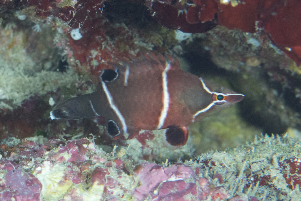 Whitebanded Sharpnose Wrasse
