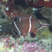 White-banded Sharpnose Wrasse - Photo (c) Mark Rosenstein, some rights reserved (CC BY-NC), uploaded by Mark Rosenstein