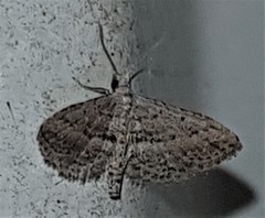 Araeopteron canescens